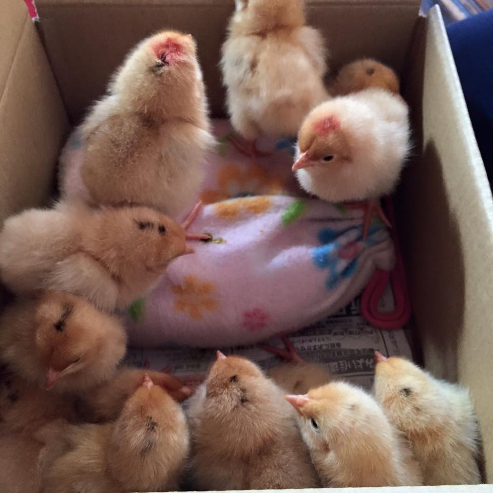 10325796_10208113925502613_8033991707460953781_n