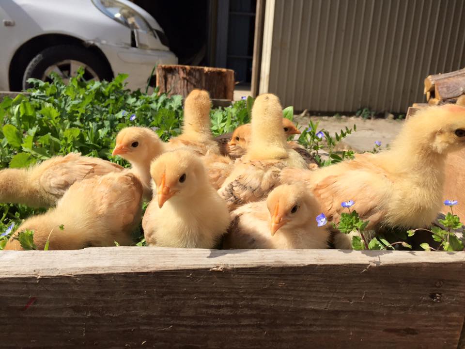 12494712_1180327971985538_3447907919900879624_n