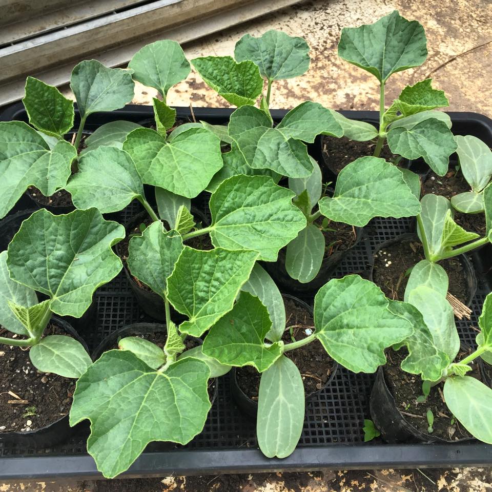 12871454_1215969898421345_8608151614482448835_n