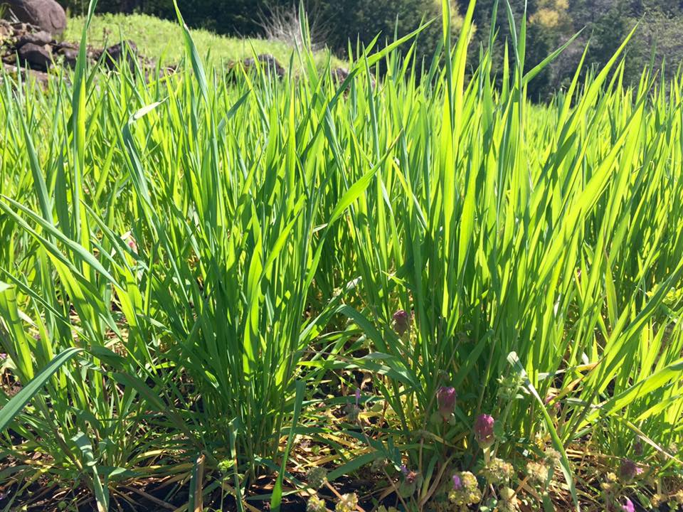 13103370_10208512137297659_2777080447013022026_n