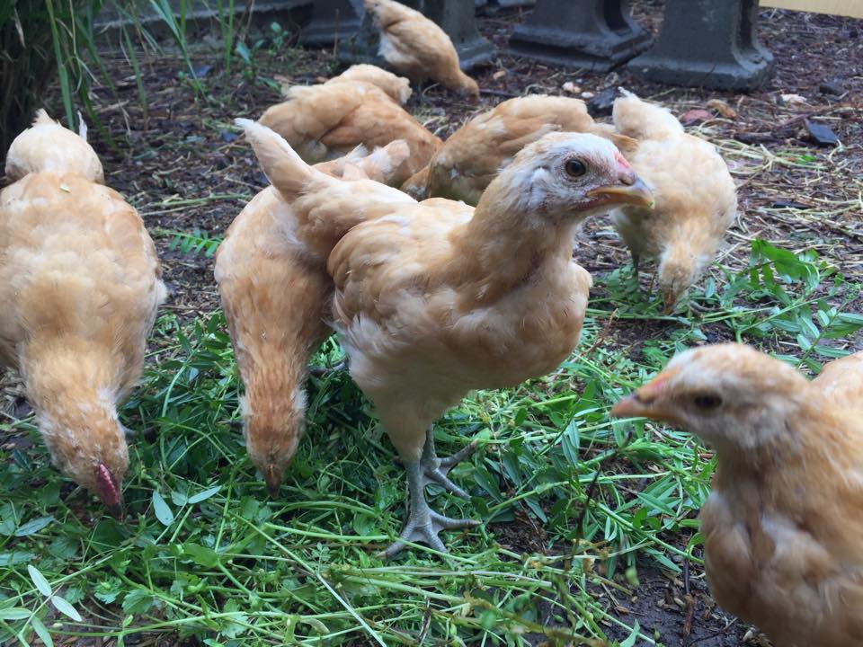 13139040_1205025426182459_8698520086493887697_n