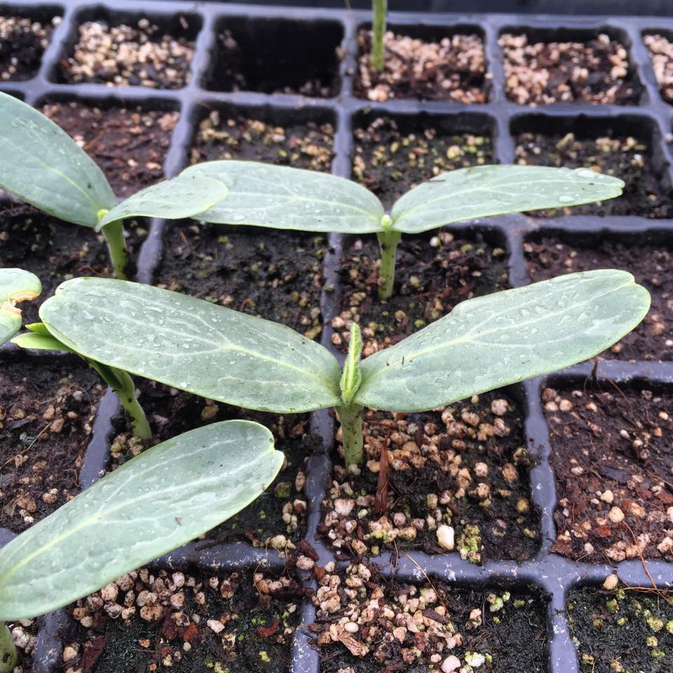 13173839_1205024866182515_7004590926722213917_n