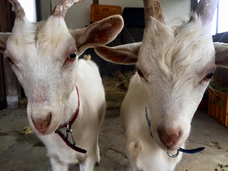 13466340_1233976199954048_3180930788776145381_n