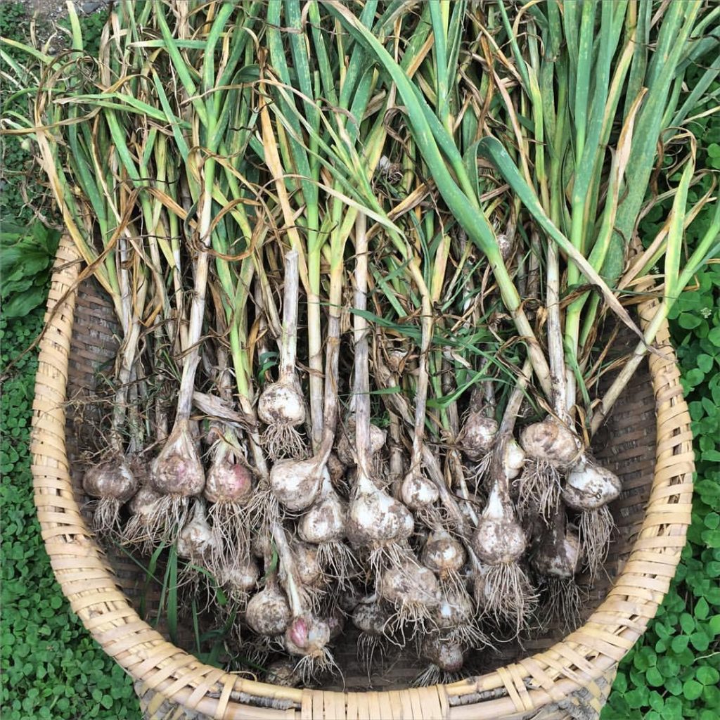 13497745_1233142833370718_6841350674486000382_o