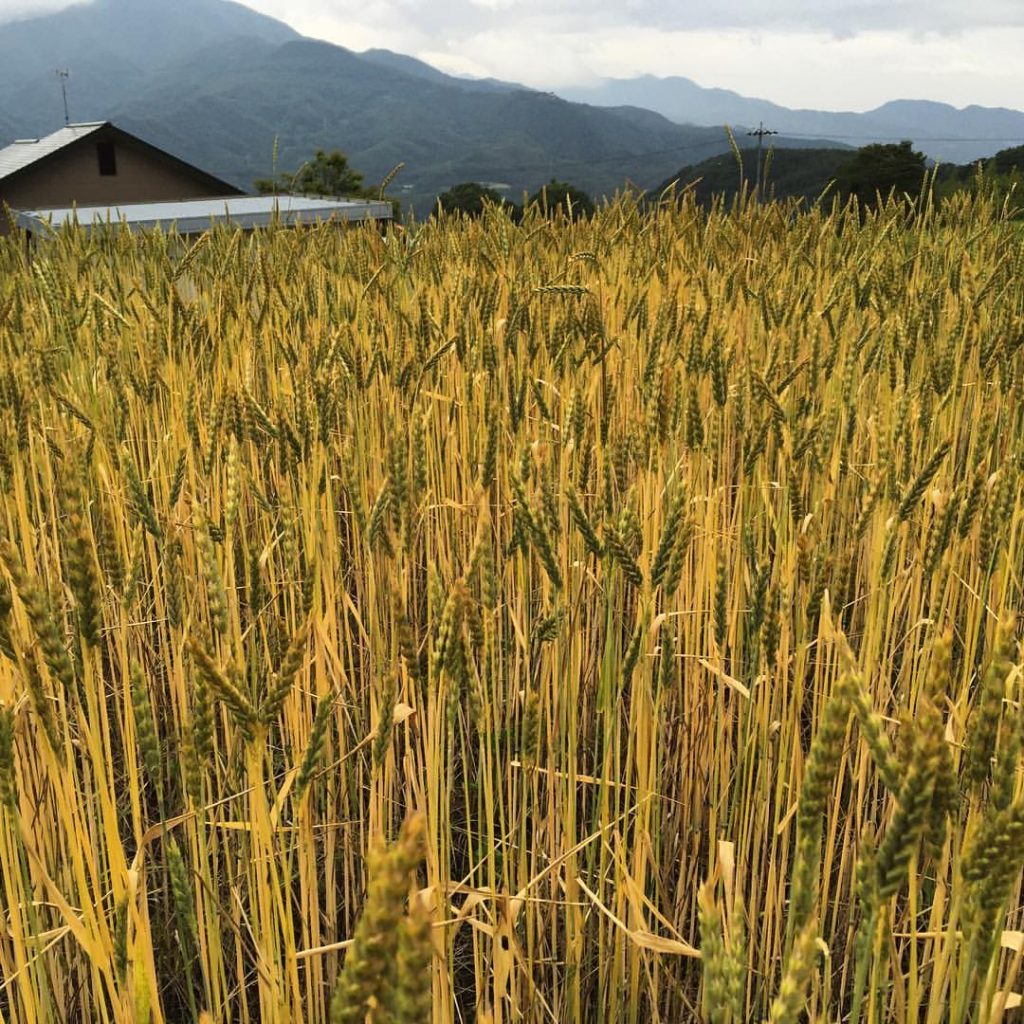 13502692_1238066692878332_1703563541410817432_o