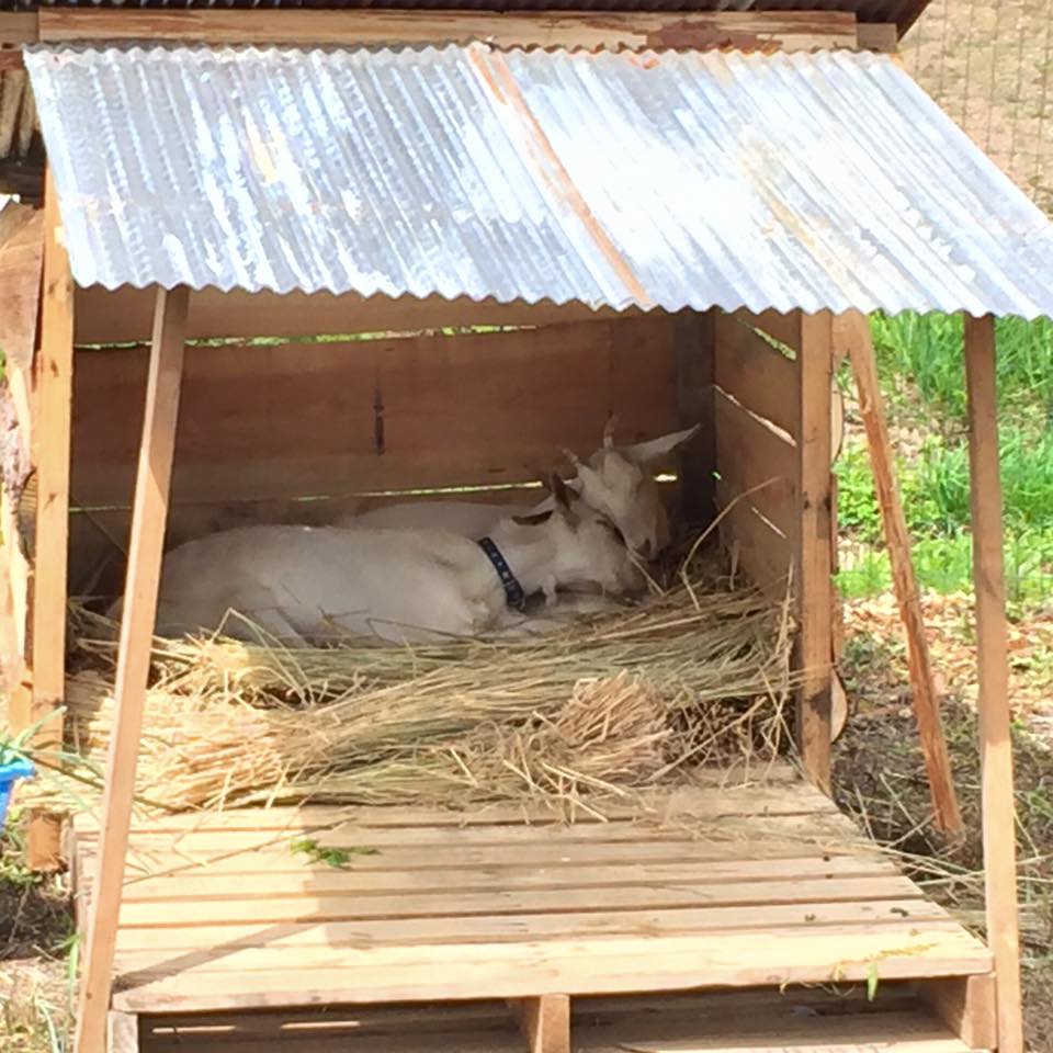 13516663_1235917629759905_8800888352416250971_n