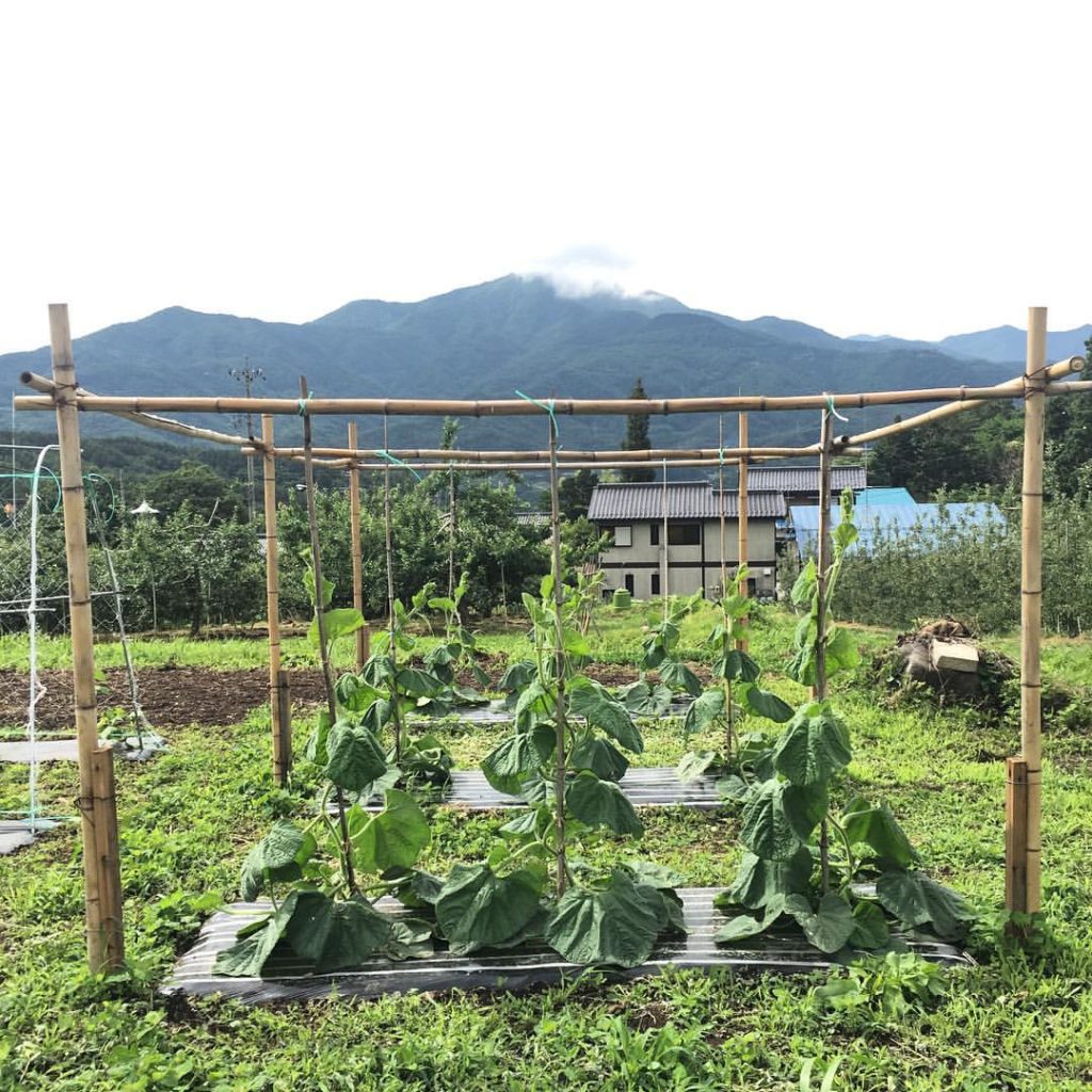 13517606_1234368749914793_36923628649118244_o