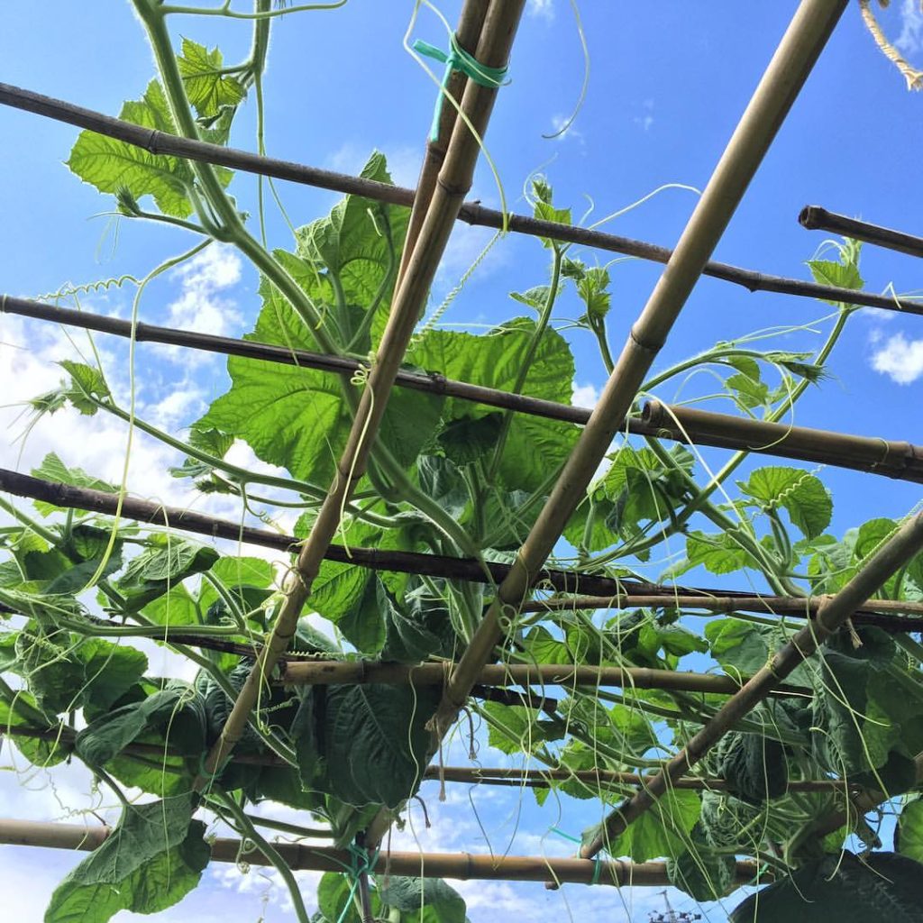 13584906_1243351419016526_8539430096891665659_o