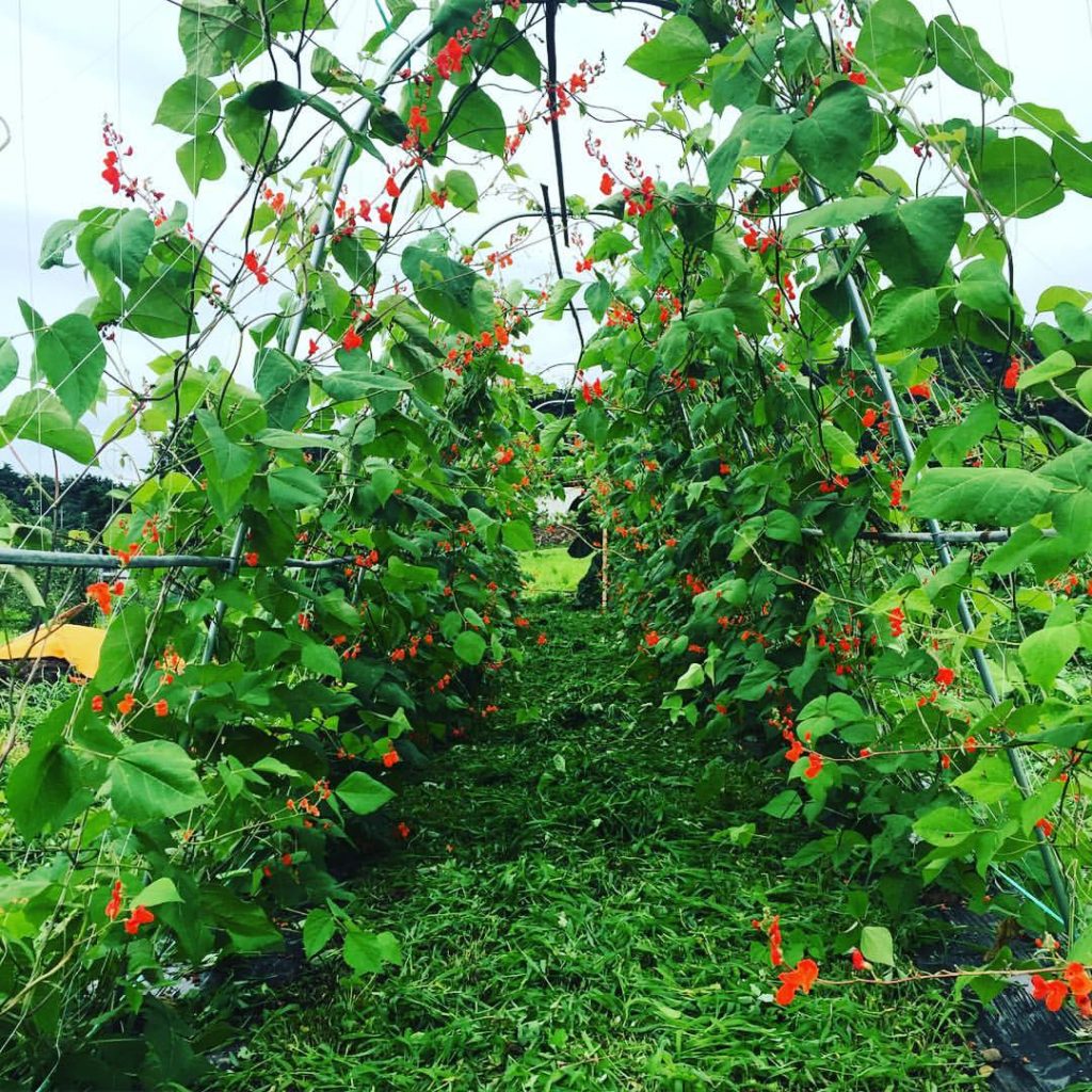 13641301_1249100621774939_2378741206831874429_o