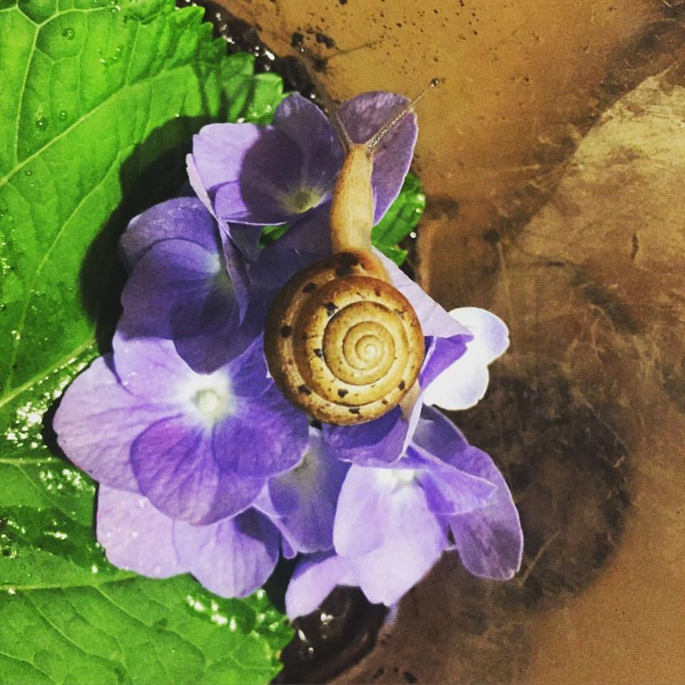 13680185_1247880195230315_7918628476709742003_o