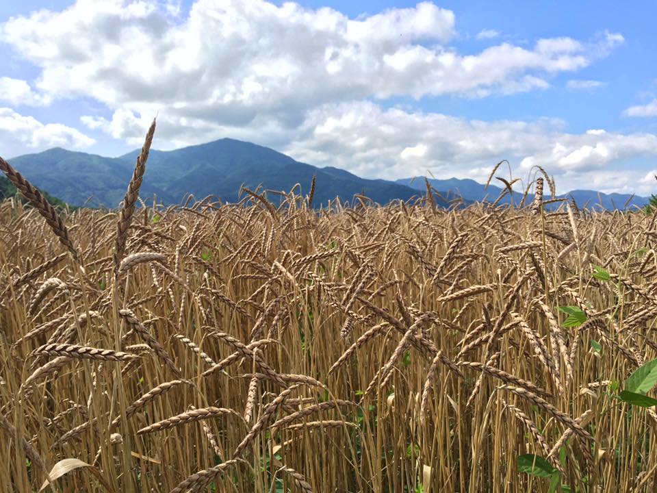 13775368_1251729041512097_5973707834213268211_n