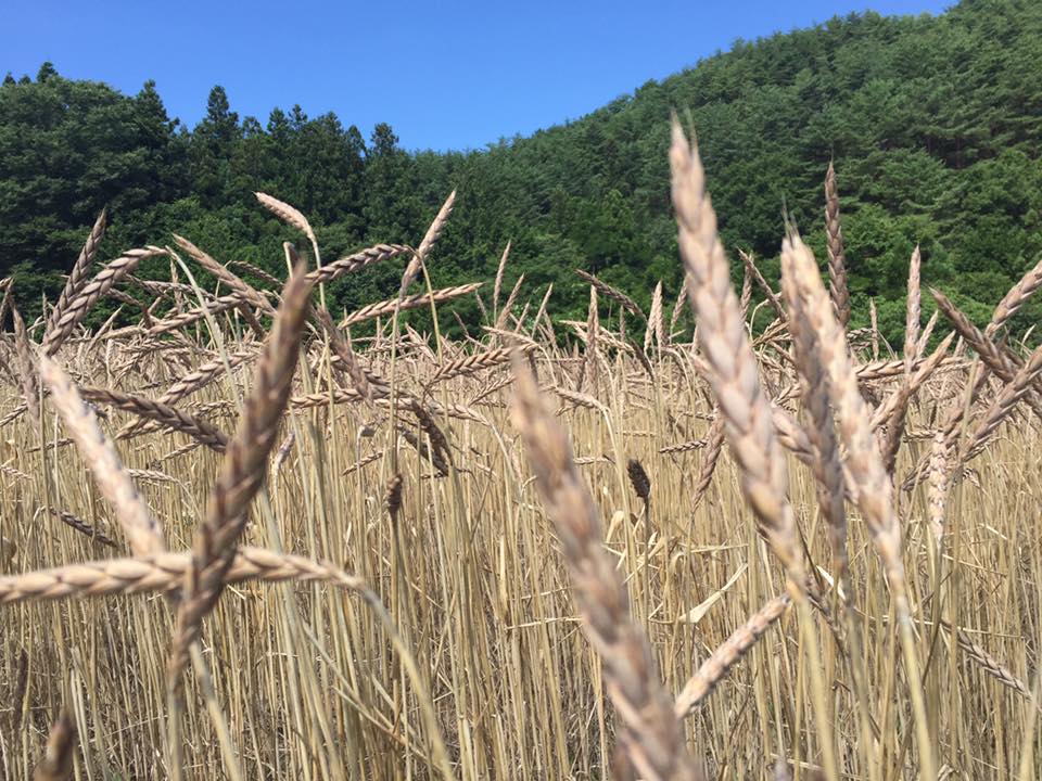 13775617_1253359884682346_5272891249181766181_n