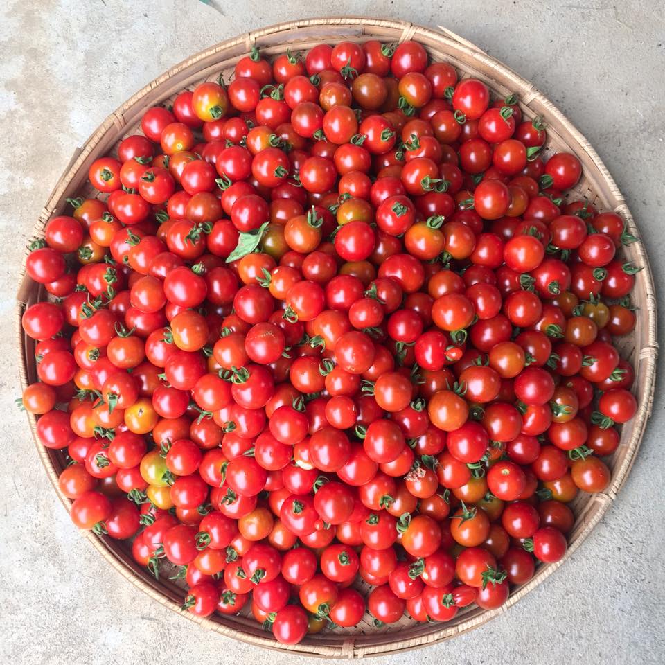 13934890_10209361632534509_6261565354681572625_n