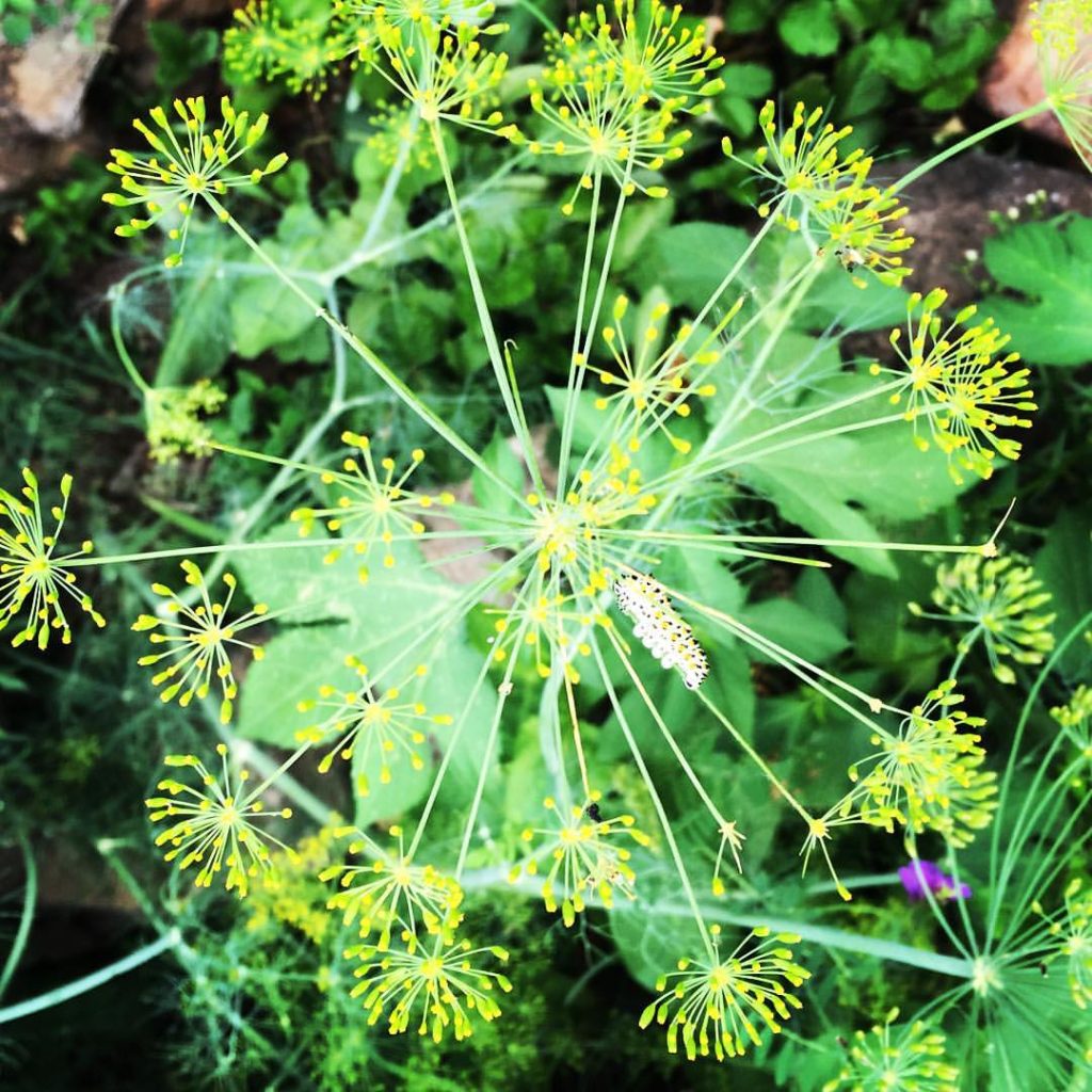 14066302_1276103065741361_4692310131931086997_o