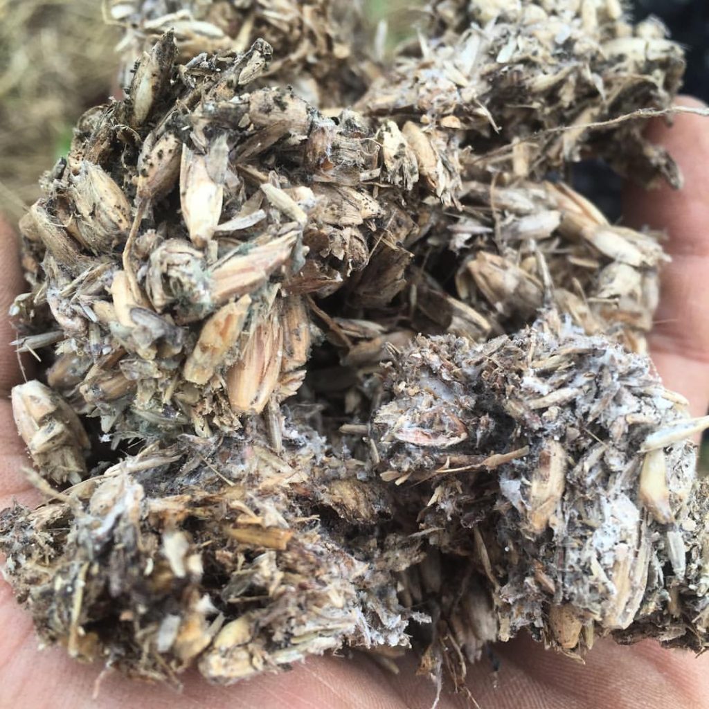 14066311_1279029342115400_8342360906313464945_o