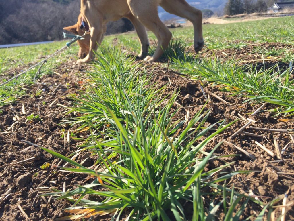 17807404_1529390167079315_6613548501002271435_o