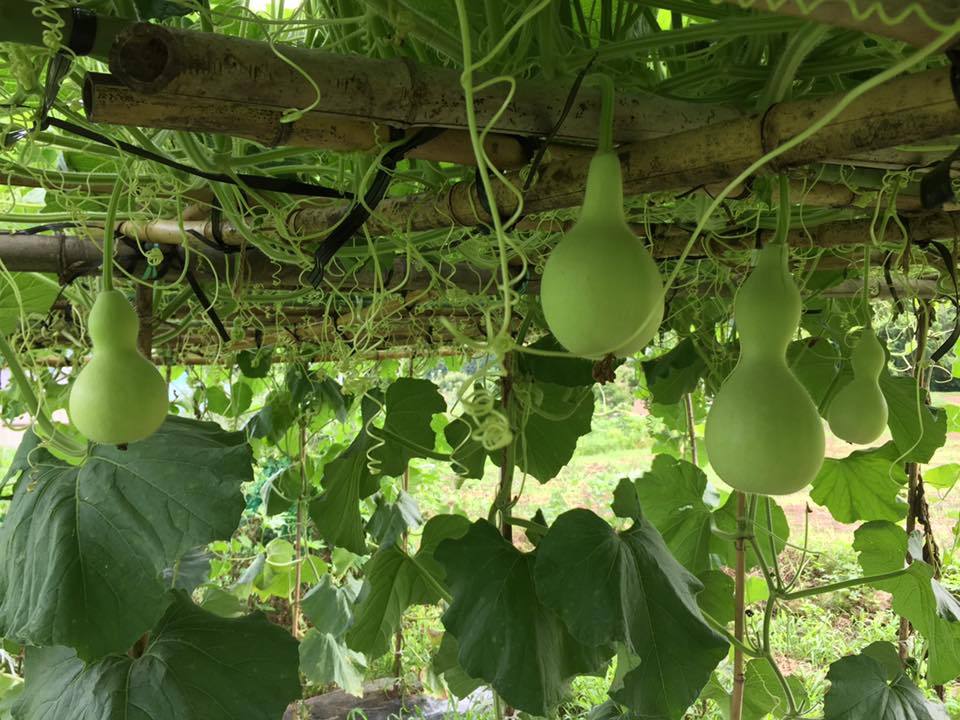 20374732_1669134933104837_1888473251421334867_n