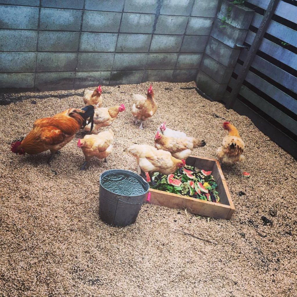 19055462_1681182025233461_4894207560364051474_o