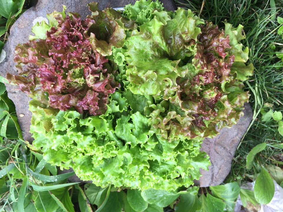 20597240_1679383802079950_4893247576940789118_n